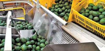 Violencia en Michoacán podría frenar exportación de aguacate Violencia en Michoacán podría frenar exportación de aguacate