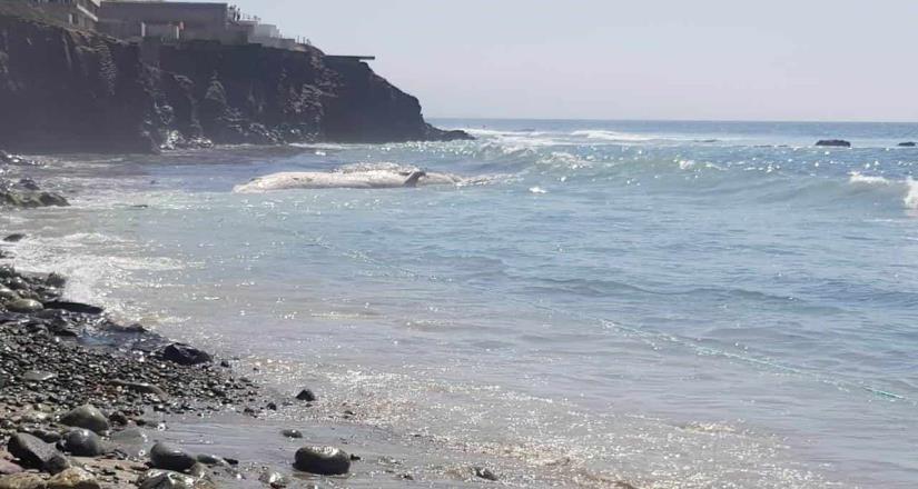 Remueven Ejemplar de Ballena Gris Varado en Costas de Rosarito Remueven Ejemplar de Ballena Gris Varado en Costas de Rosarito
