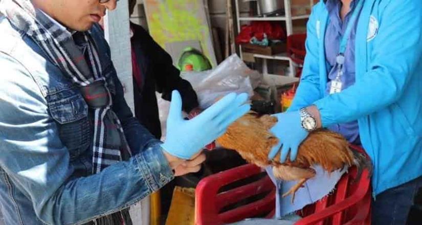 Hombre abusaba de sus gallinas en Colombia Hombre abusaba de sus gallinas en Colombia