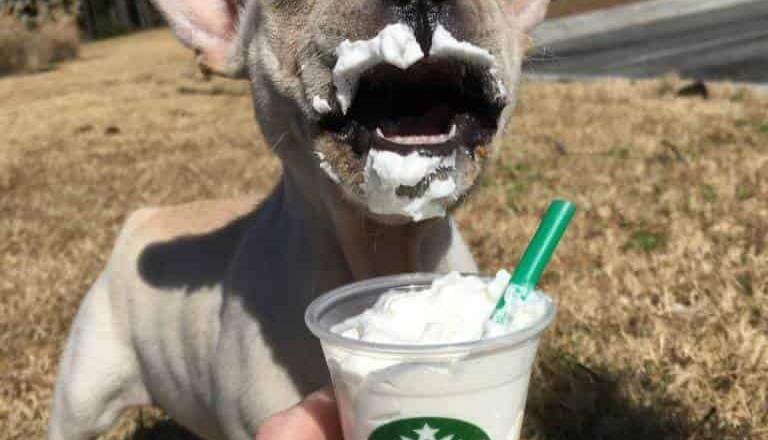 Los canes ya tienen su bebida en Starbucks ´´Puppuccino´´ Los canes ya tienen su bebida en Starbucks ´´Puppuccino´´