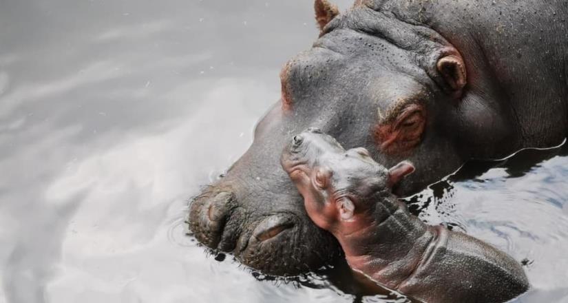 Nace bebé de hipopótamo en Zoológico de Zacango