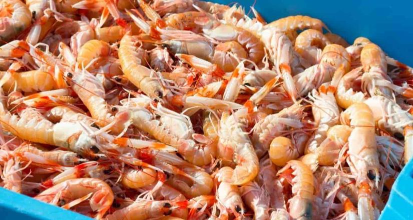 México recupera certificación para exportar camarón a EU