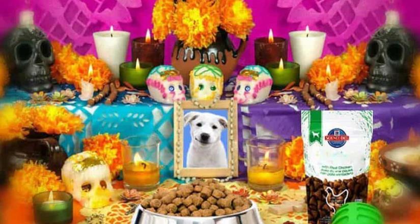 27 de octubre: Dia de muertos para mascotas 27 de octubre: Dia de muertos para mascotas