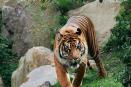 En el zoológico de San Diego tigres contraen Covid-19 pese a estar vacunados