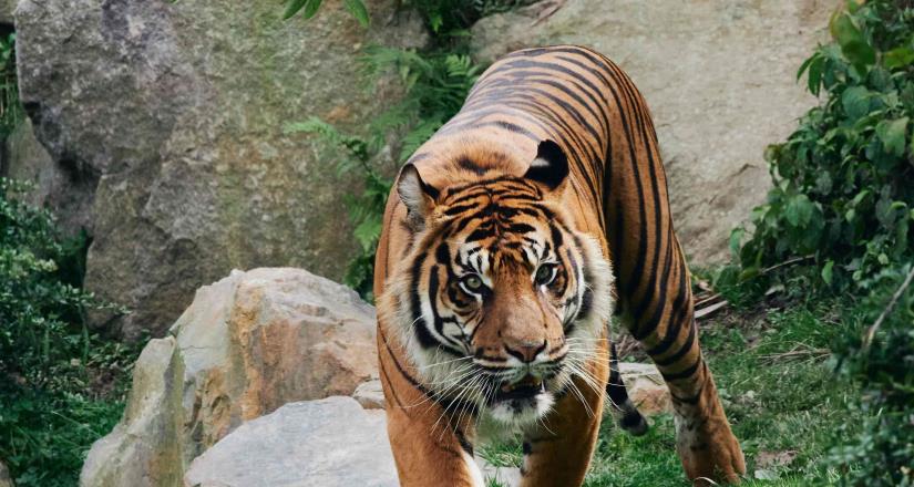 En el zoológico de San Diego tigres contraen Covid-19 pese a estar vacunados