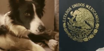 Perro se come pasaporte y se hace viral, pues algunos usuarios dicen que les ha ocurrido lo mismo