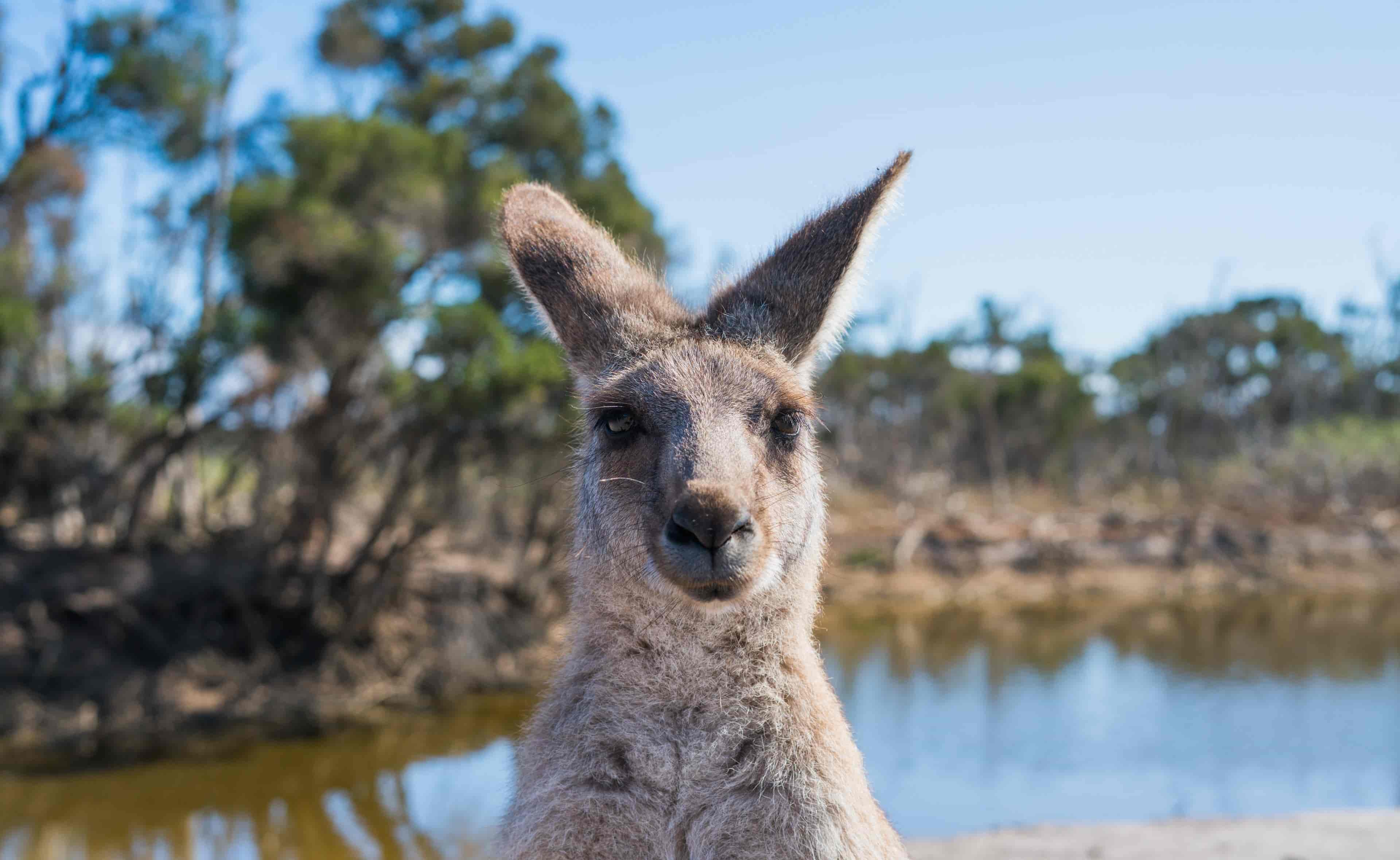 Bomberos de Australia honran la vida de las especies