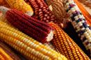 Exposición en Guanajuato muestra la importancia cultural del maíz