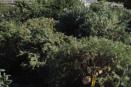 Habilita Gobierno de Ensenada centros de acopio de árboles navideños naturales