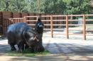 Muere hipopótama de 50 años en Zoológico de San Juan de Aragón