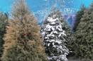 Continúan abiertos puntos de acopio de pinos navideños