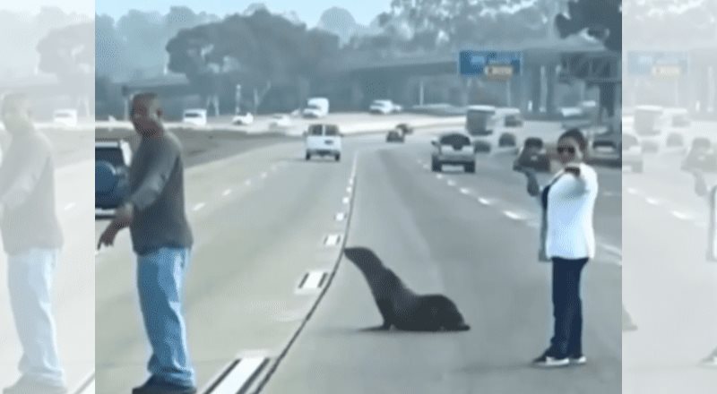 Rescatan a león marino de una autopista de San Diego