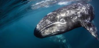 Llegan las primeras ballenas grises a lagunas costeras de Baja California Sur