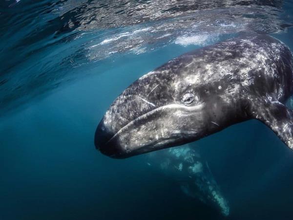Llegan las primeras ballenas grises a lagunas costeras de Baja California Sur