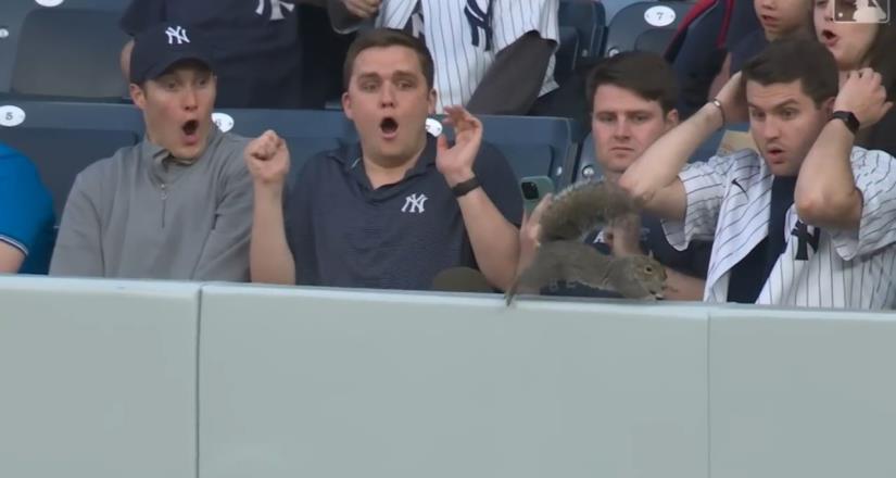 Ardilla causa sorpresa en el estadio de los Yankees, Estados Unidos