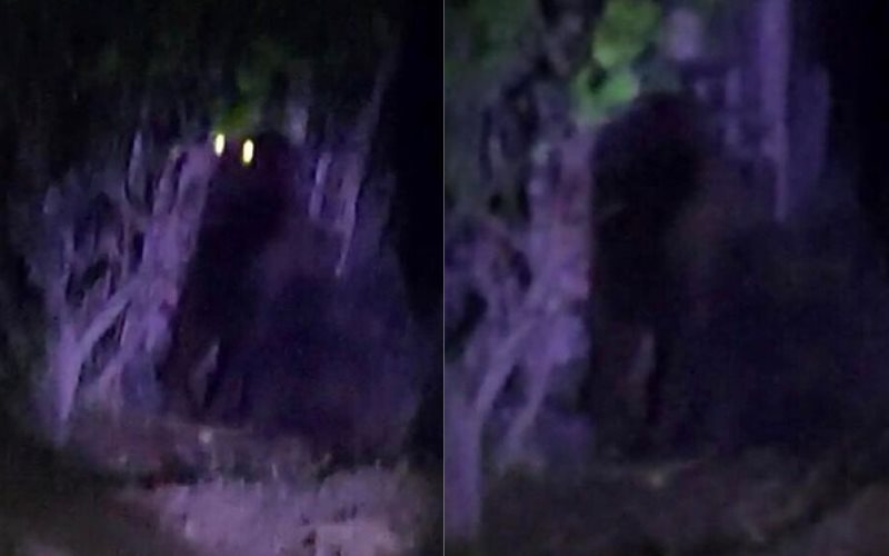 ¡Gorila suelto! Alerta en Villa de Tezontepec desata pánico