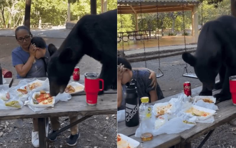 Oso se come enchiladas y tacos de una familia, mientras la madre de familia protege a su hijo Oso se come enchiladas y tacos de una familia, mientras la madre de familia protege a su hijo