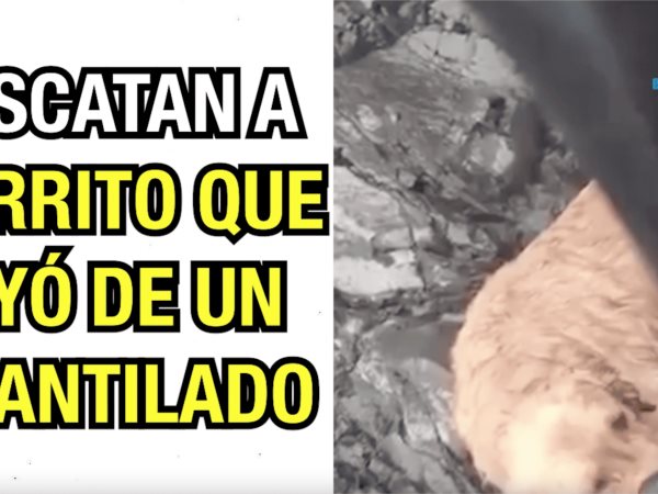 Rescatan a perrito que cayó de una acantilado.