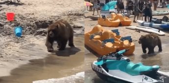 Oso pasea entre bañistas en playa de California