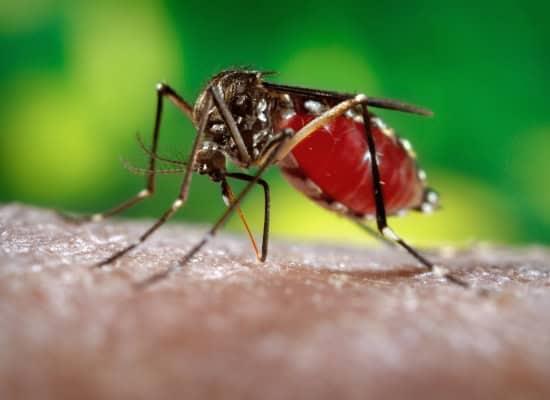 Se disparan casos de dengue y Oropouche en Cuba, reconoce el régimen Se disparan casos de dengue y Oropouche en Cuba, reconoce el régimen