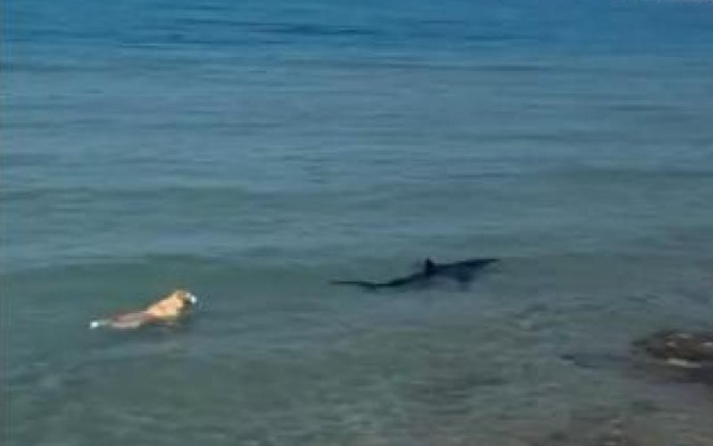 Un perro se lanza al mar para perseguir a un tiburón en Denia