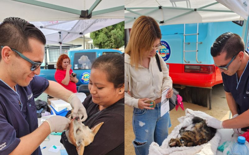 Esterilizó Gobierno de Ensenada a más de mil mascotas