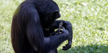 Tras 7 meses de duelo, la chimpancé Natalia soltó a su bebé muerto