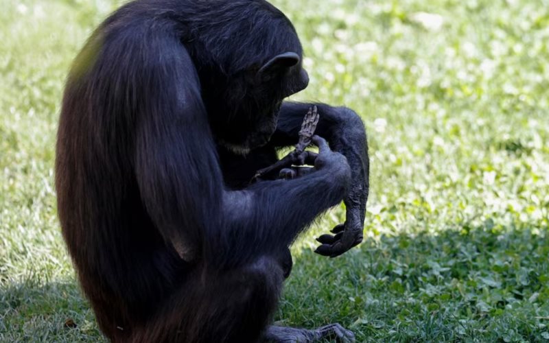 Tras 7 meses de duelo, la chimpancé Natalia soltó a su bebé muerto