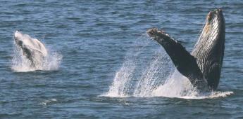 Mayores peligros para las ballenas: redes de pesca, colisiones con embarcaciones y cambio climático