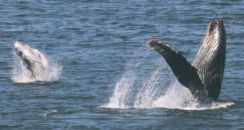 Mayores peligros para las ballenas: redes de pesca, colisiones con embarcaciones y cambio climático