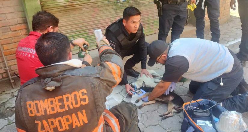 Rescatan a cinco perritos tras incendio en Zapopan