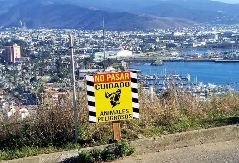 Atenderá Gobierno de Ensenada denuncias de perros ferales