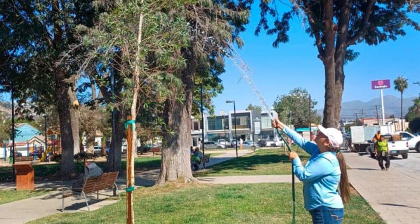 Reforesta Gobierno de Ensenada parques y jardines