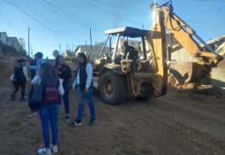 Activista lucha por reducir población de perros y gatos callejeros