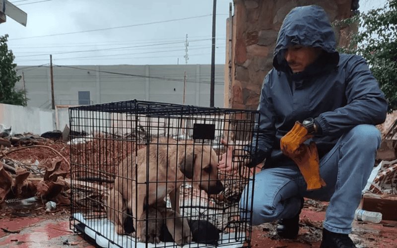 Activista lucha por reducir población de perros y gatos callejeros