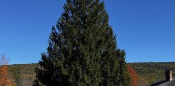 El árbol navideño del Centro Rockefeller será entregado desde Massachusetts