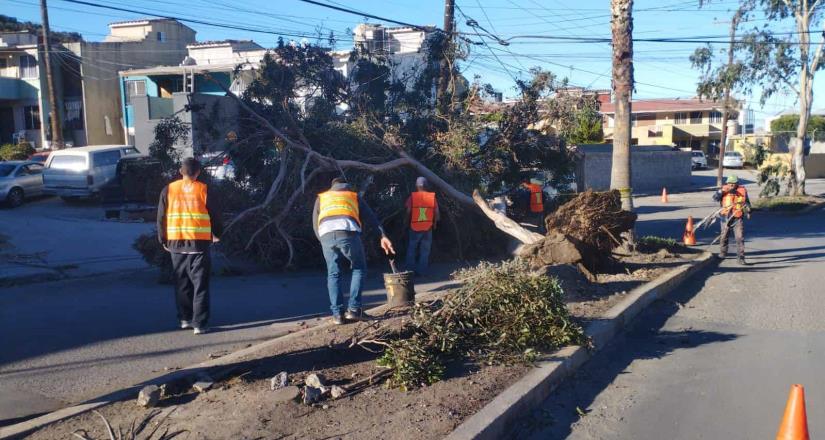 Atiende Gobierno de Ensenada 18 reportes relacionados por Santa Ana