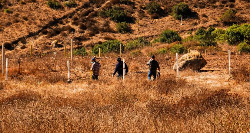 Captura Gobierno de Ensenada cinco perros ferales en cerro de El Vigía