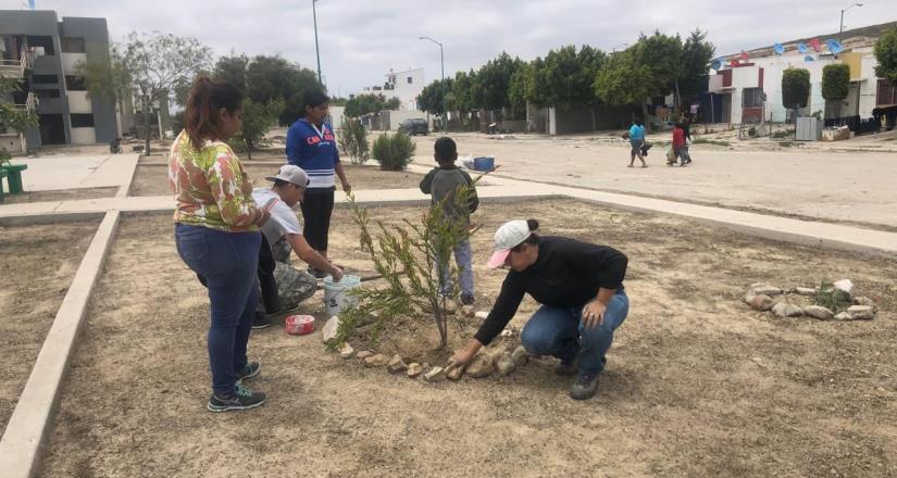 Promueve Hagamos Conciencia A.C. reforestación y recuperación de espacios en BC