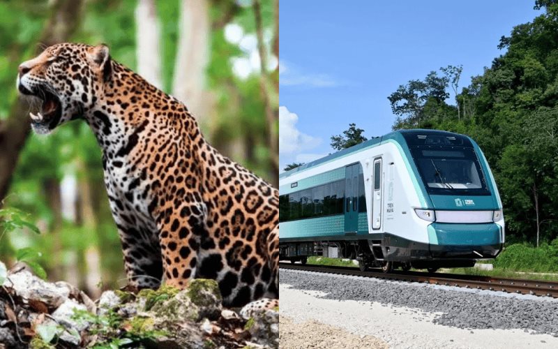 Jaguares, venados y tapires como Fauna Nociva para zonas del Tren Maya