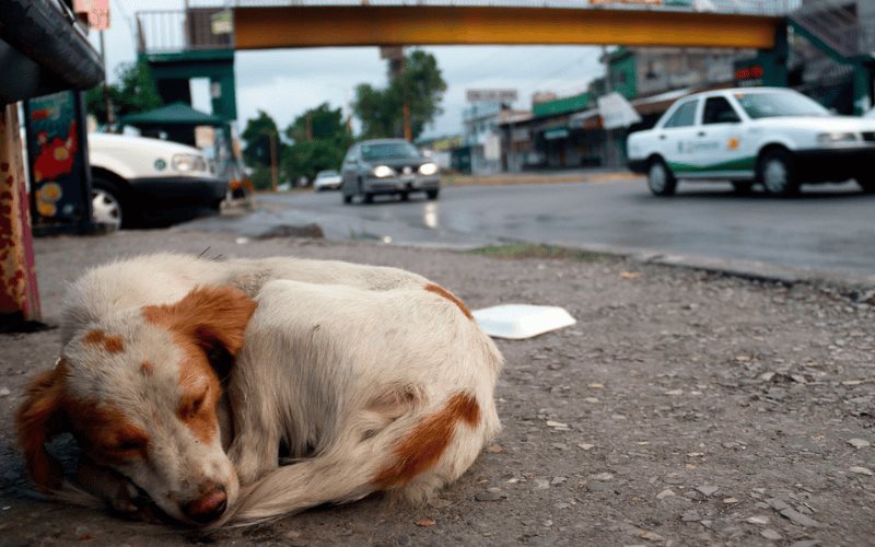 Animales en situación de calle, un reto para todos