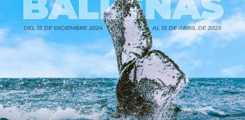 Inicia la temporada de avistamiento de ballena gris en Ensenada