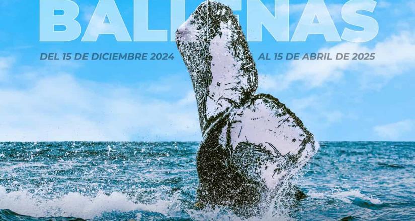 Inicia la temporada de avistamiento de ballena gris en Ensenada