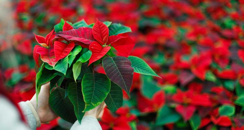 La Flor de nochebuena, más que un símbolo es una tradición