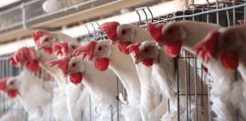 California declara estado de emergencia por brote de gripe aviar H5N1