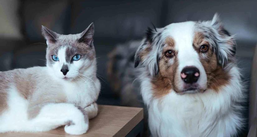 Protege a tus mascotas del estrés por fuegos artificiales