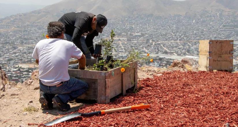 Exhorta Nación Verde a reciclar los arbolitos de navidad naturales