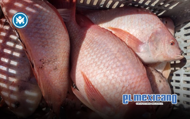 Positiva tendencia en el cultivo de tilapia en el Valle de Mexicali